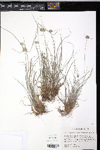 Cyperus lupulinus image