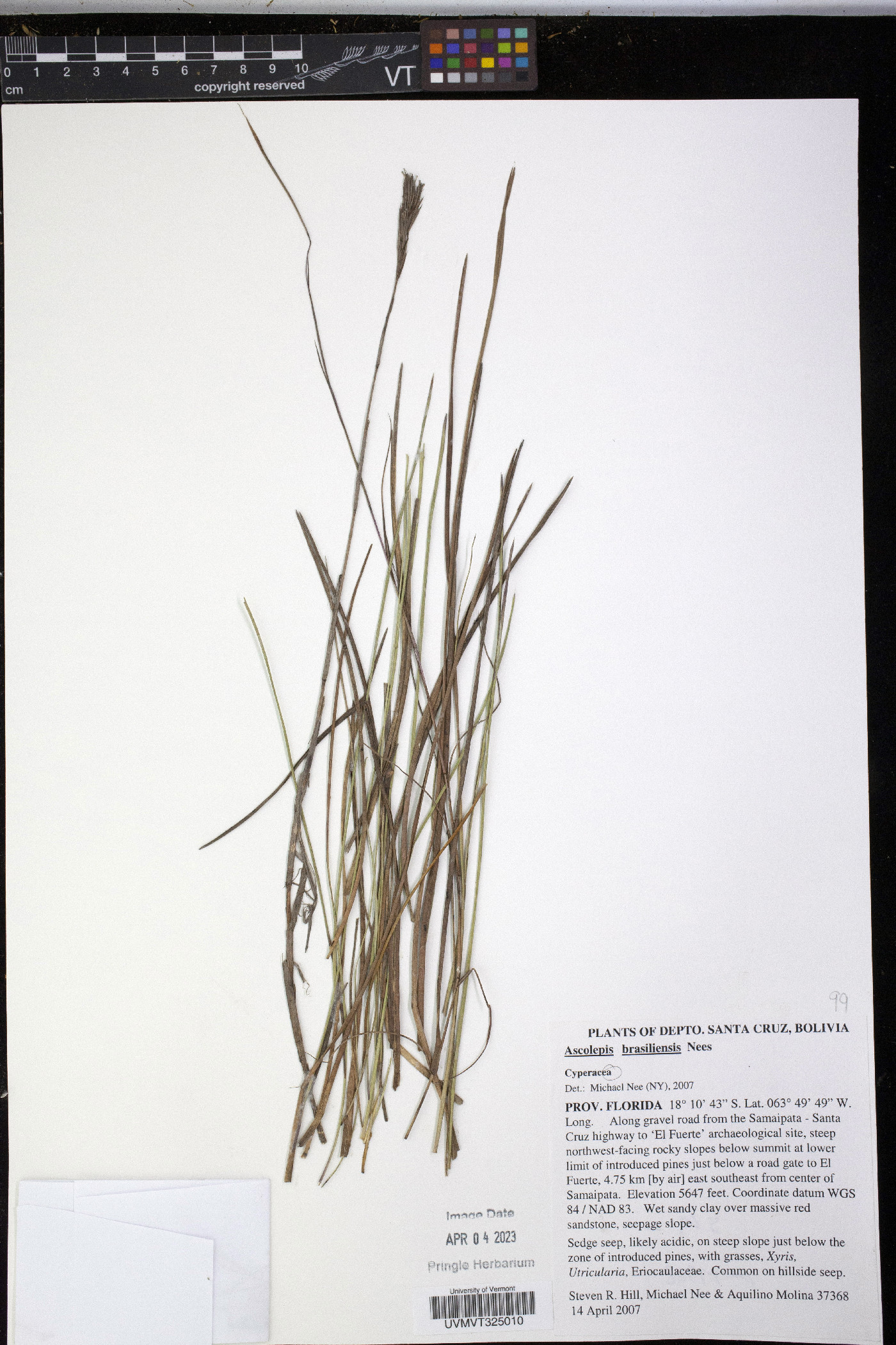 Ascolepis brasiliensis image
