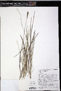 Ascolepis brasiliensis image