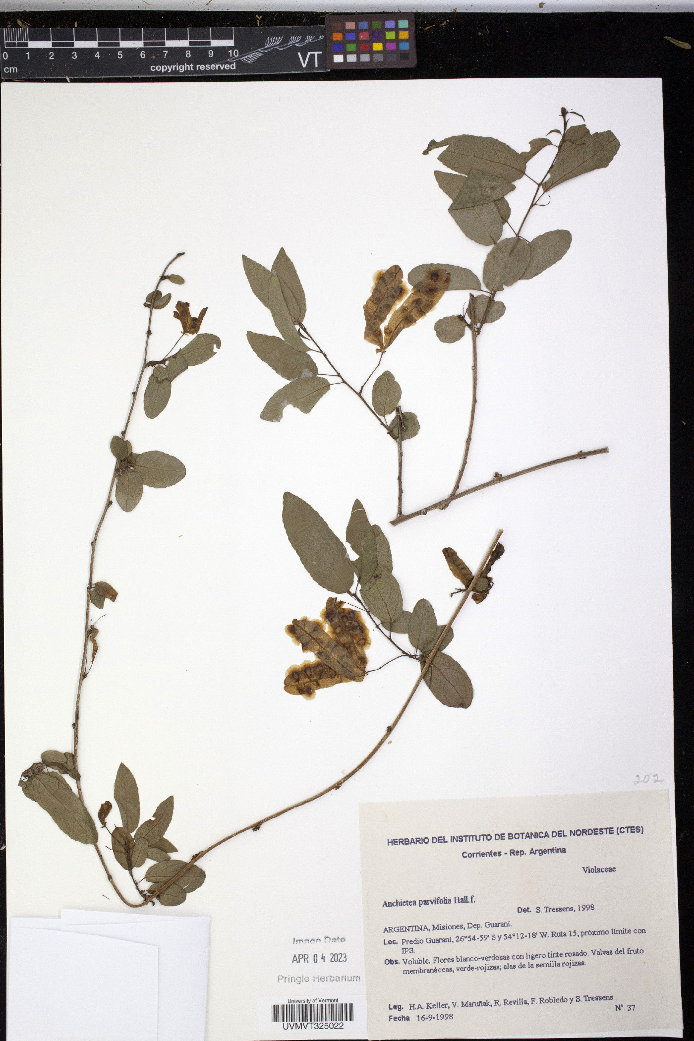 Anchietea image