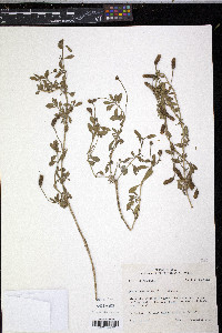 Phyla cuneifolia image