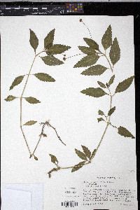 Phyla lanceolata image