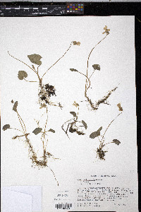 Viola nephrophylla image