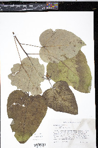 Populus heterophylla image