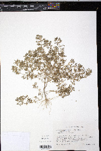 Leucospora multifida image