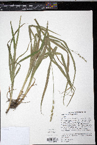 Carex sparganioides image