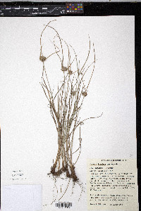 Cyperus lupulinus image