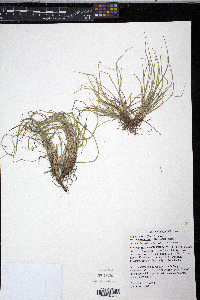 Carex tonsa image