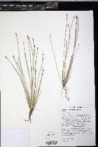 Eleocharis engelmannii image