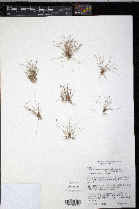 Eleocharis nigrescens image