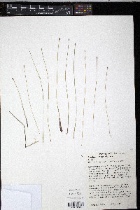 Eleocharis erythropoda image