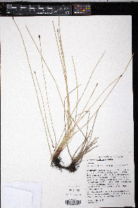 Eleocharis erythropoda image