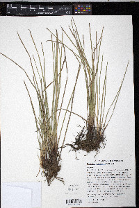Eleocharis compressa image