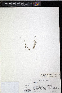 Eleocharis minima image