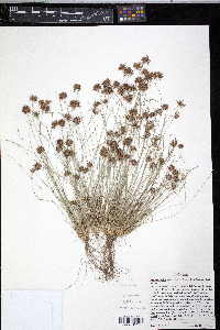 Bulbostylis barbata image