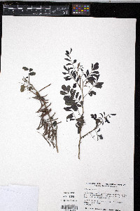 Indigofera tinctoria image