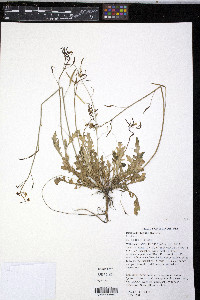 Diplotaxis muralis image