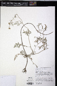Rorippa sylvestris image