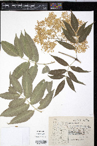 Sambucus cerulea image