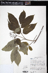 Sambucus racemosa subsp. racemosa image