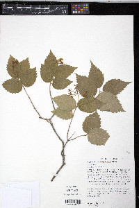 Viburnum rafinesqueanum image