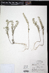 Alyssum alyssoides image