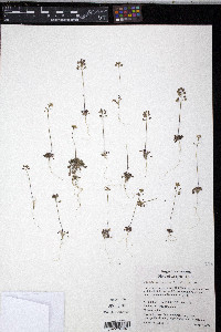 Teesdalia nudicaulis image