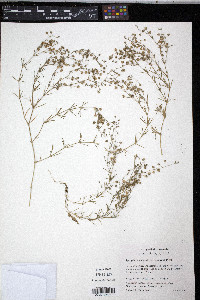 Spergularia rubra image