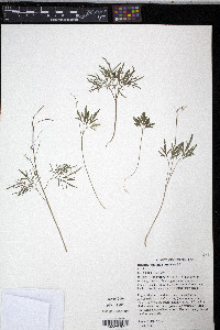 Cardamine dissecta image