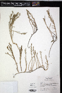 Salicornia virginica image