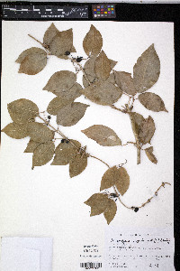 Macfadyena unguis-cati image