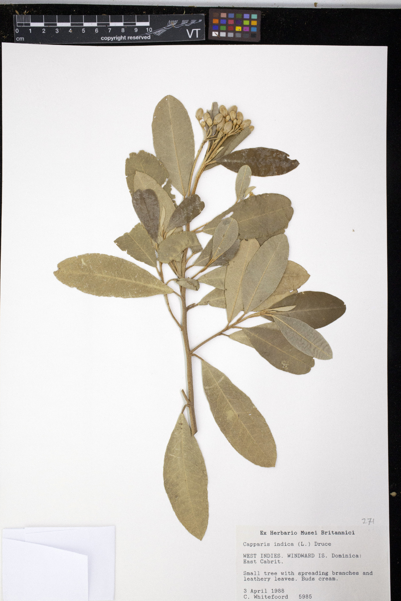 Capparis indica image