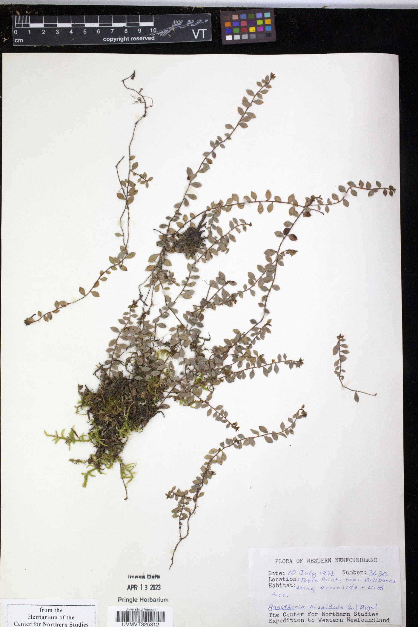 Gaultheria hispidula image