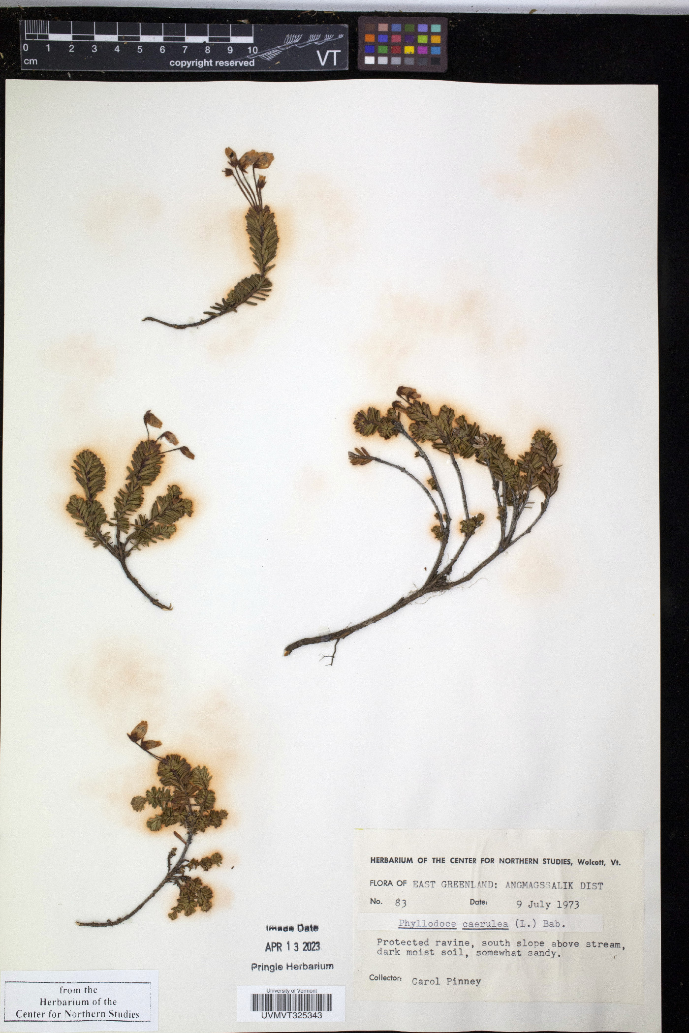 Phyllodoce caerulea image