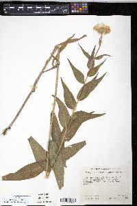 Erigeron elatior image