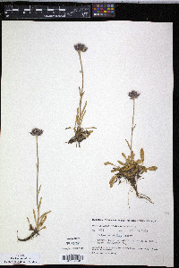Erigeron humilis image