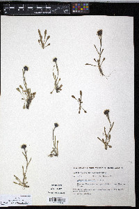 Erigeron humilis image
