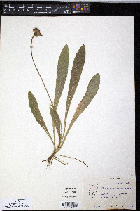 Hieracium aurantiacum image