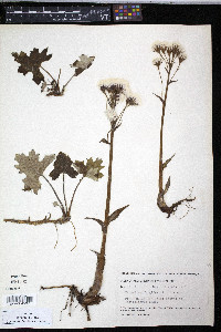 Petasites frigidus image