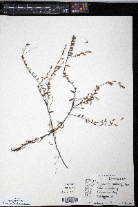 Oxycoccus palustris image