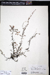 Oxycoccus palustris image
