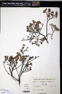 Vaccinium uliginosum image