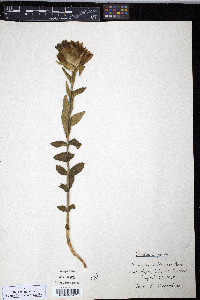 Gentiana parryi image
