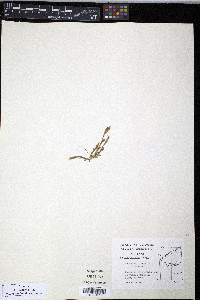 Gentiana prostrata image