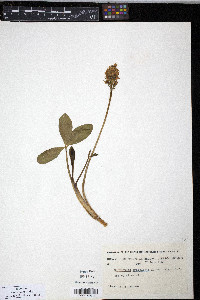 Menyanthes trifoliata image