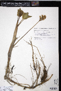 Menyanthes trifoliata image