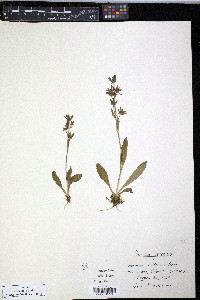 Swertia perennis image