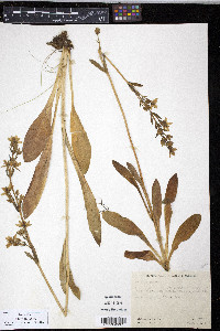 Swertia perennis image
