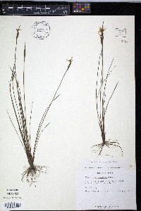 Sisyrinchium campestre image