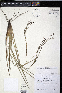 Sisyrinchium nashii image